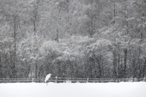 grote zilverreiger (Ardea alba) 1-2026 2547